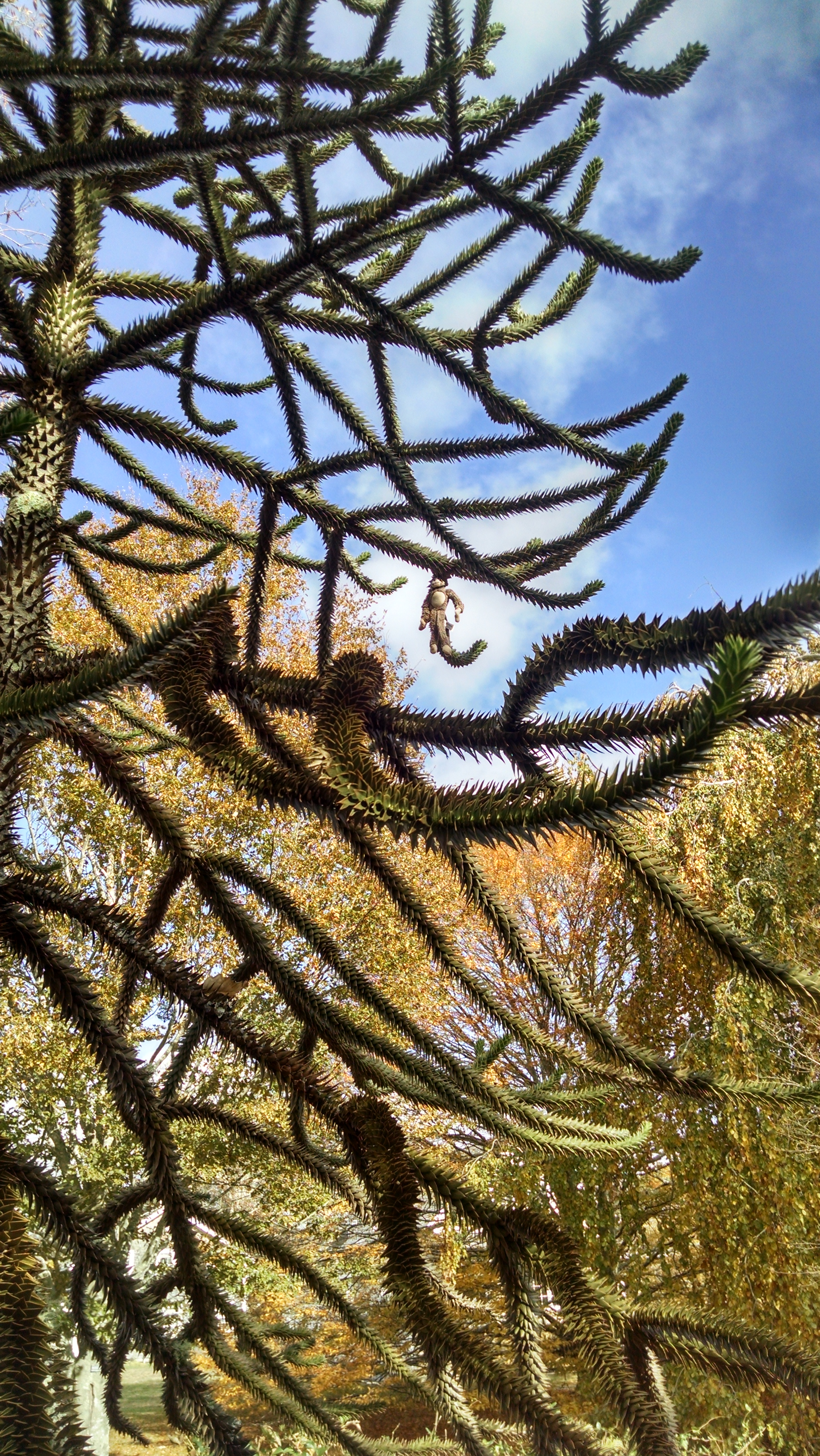 Polly Hill Arboretum