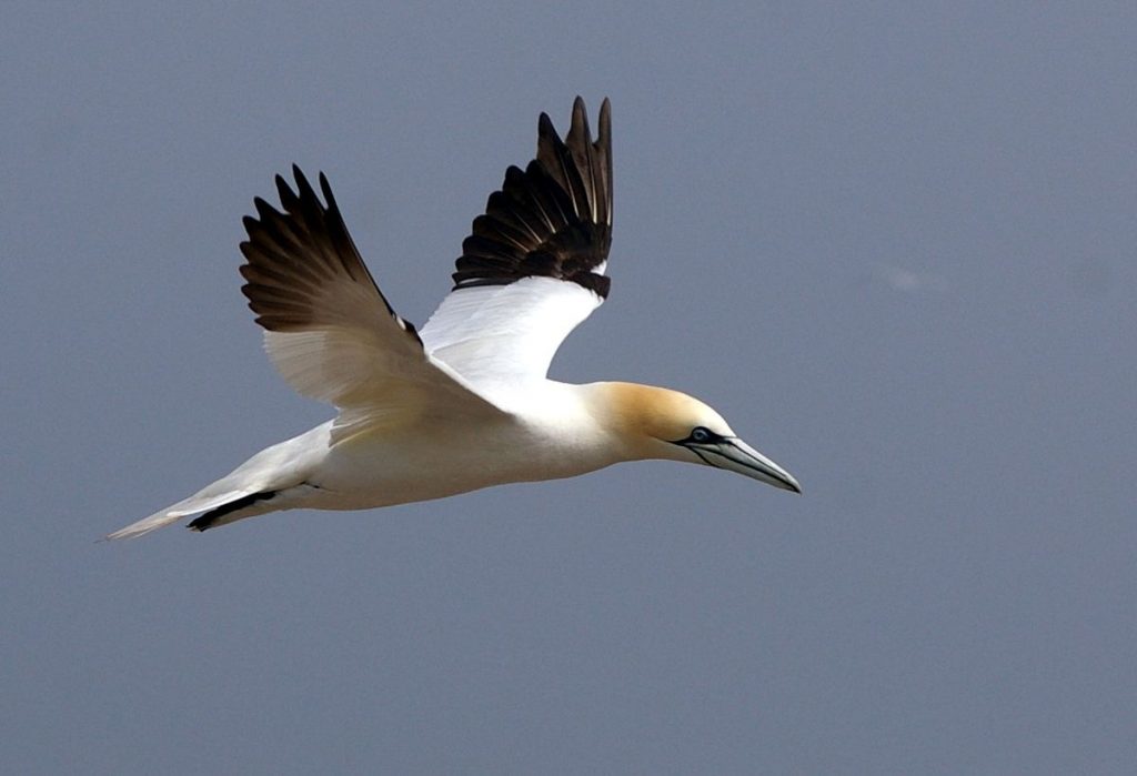 Gannet in flight