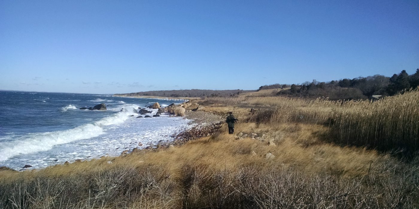 Martha's Vineyard Birdwatching