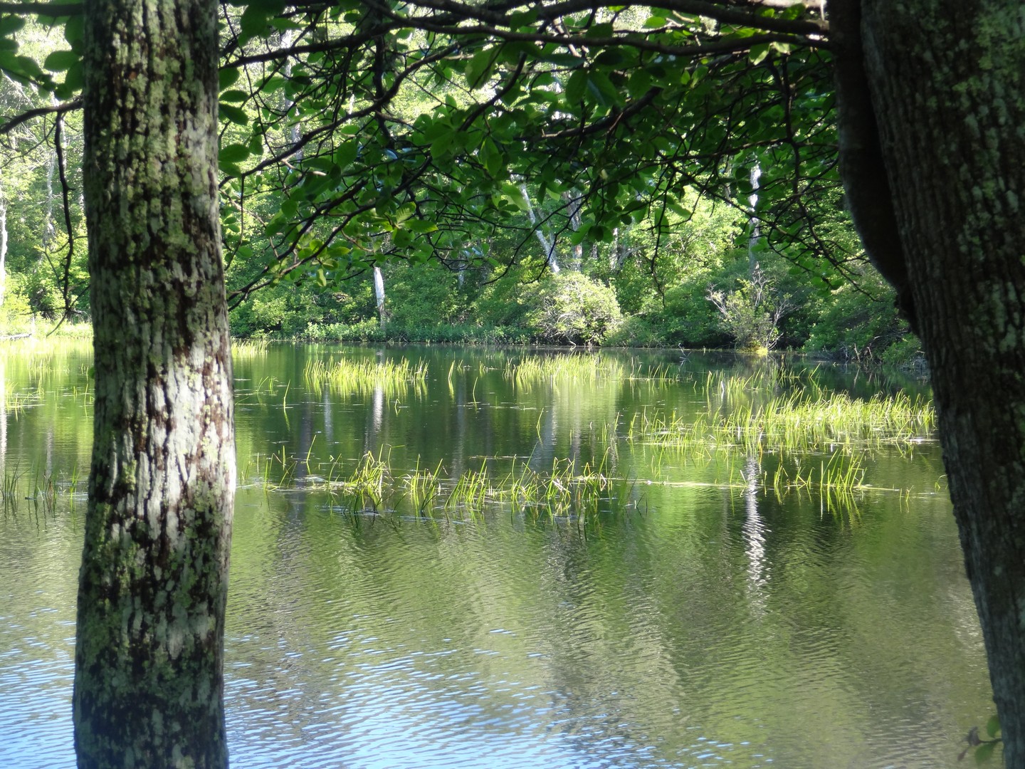 Ames Pond