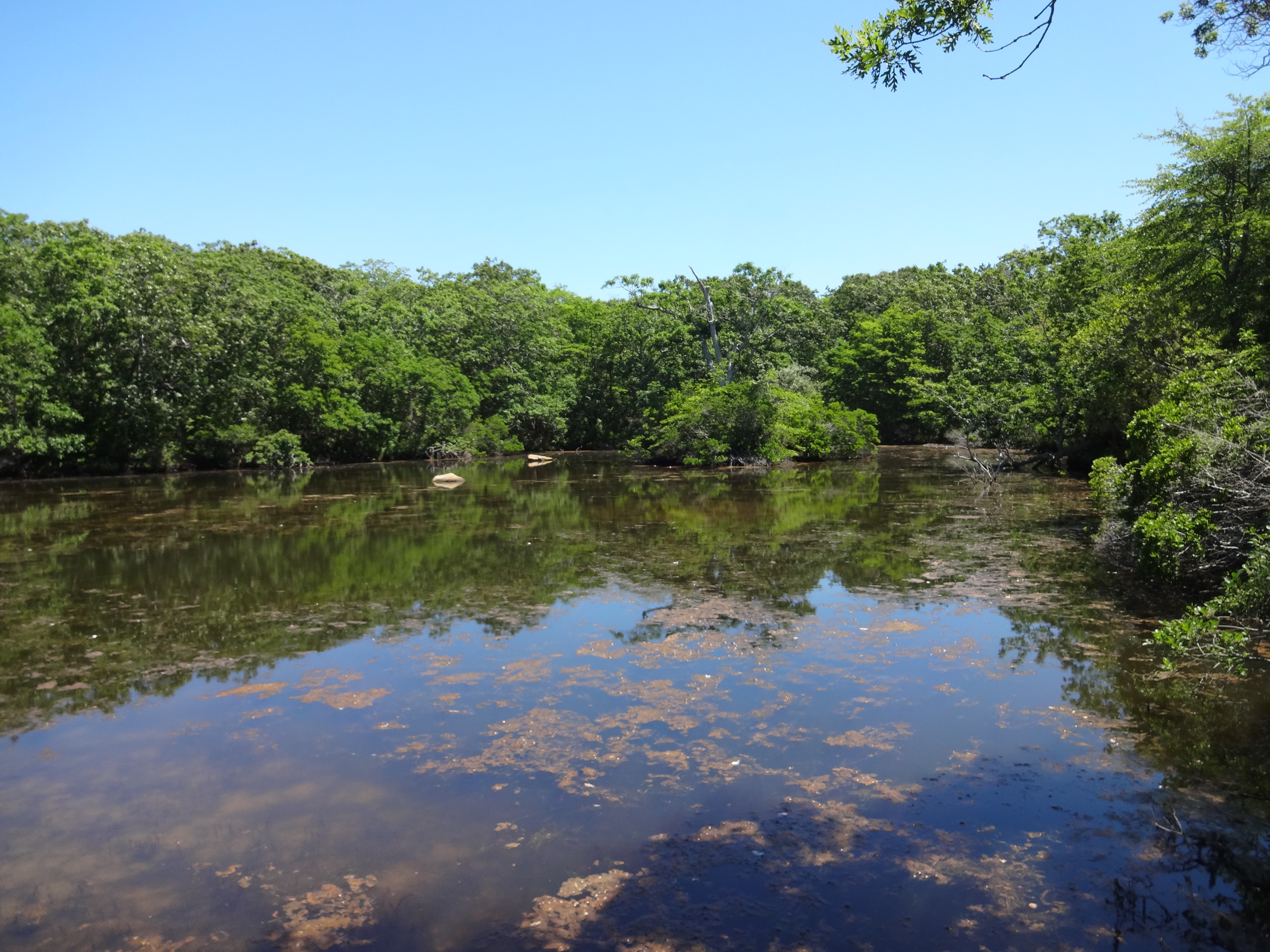 Turtle Pond