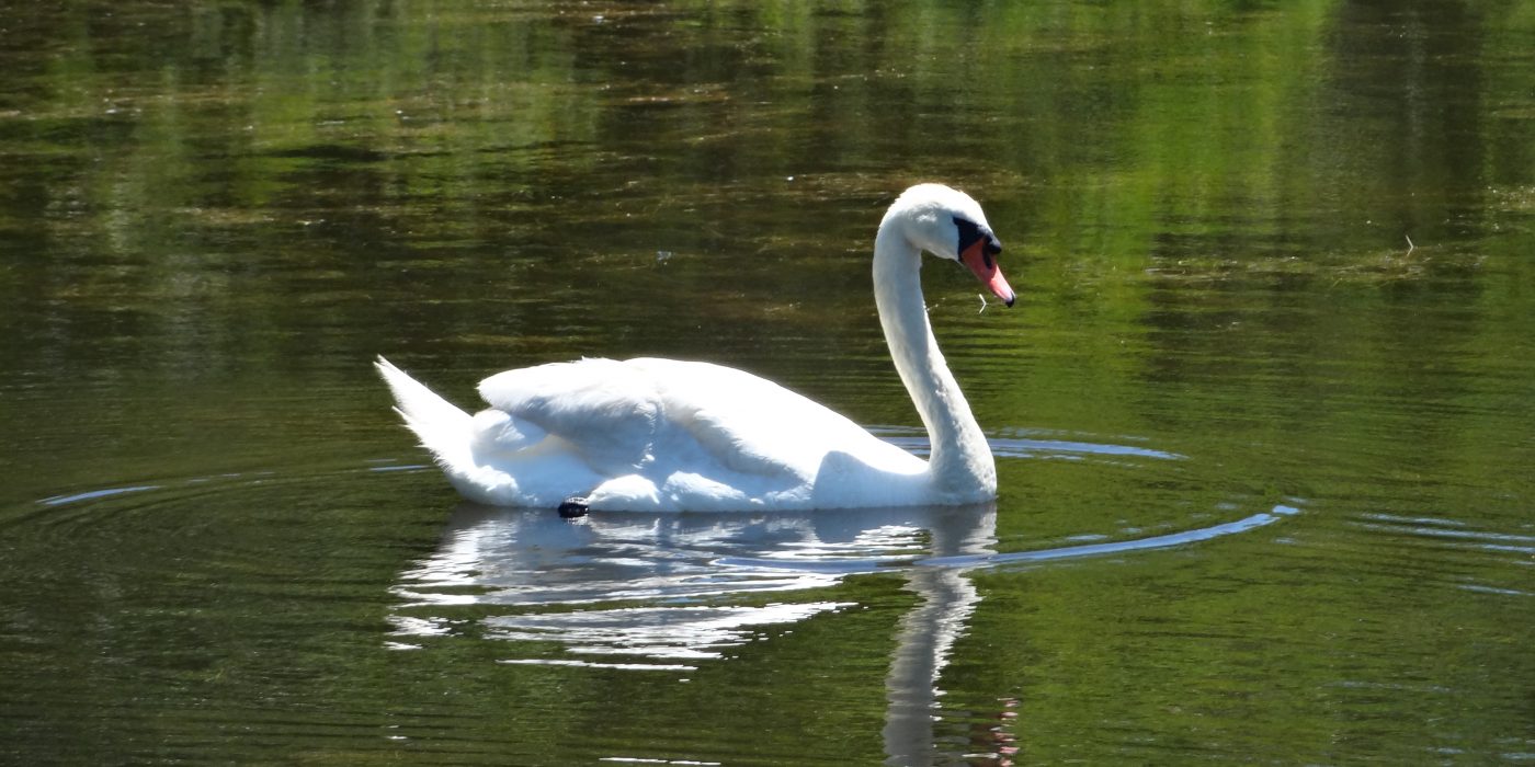 Felix Neck Swan