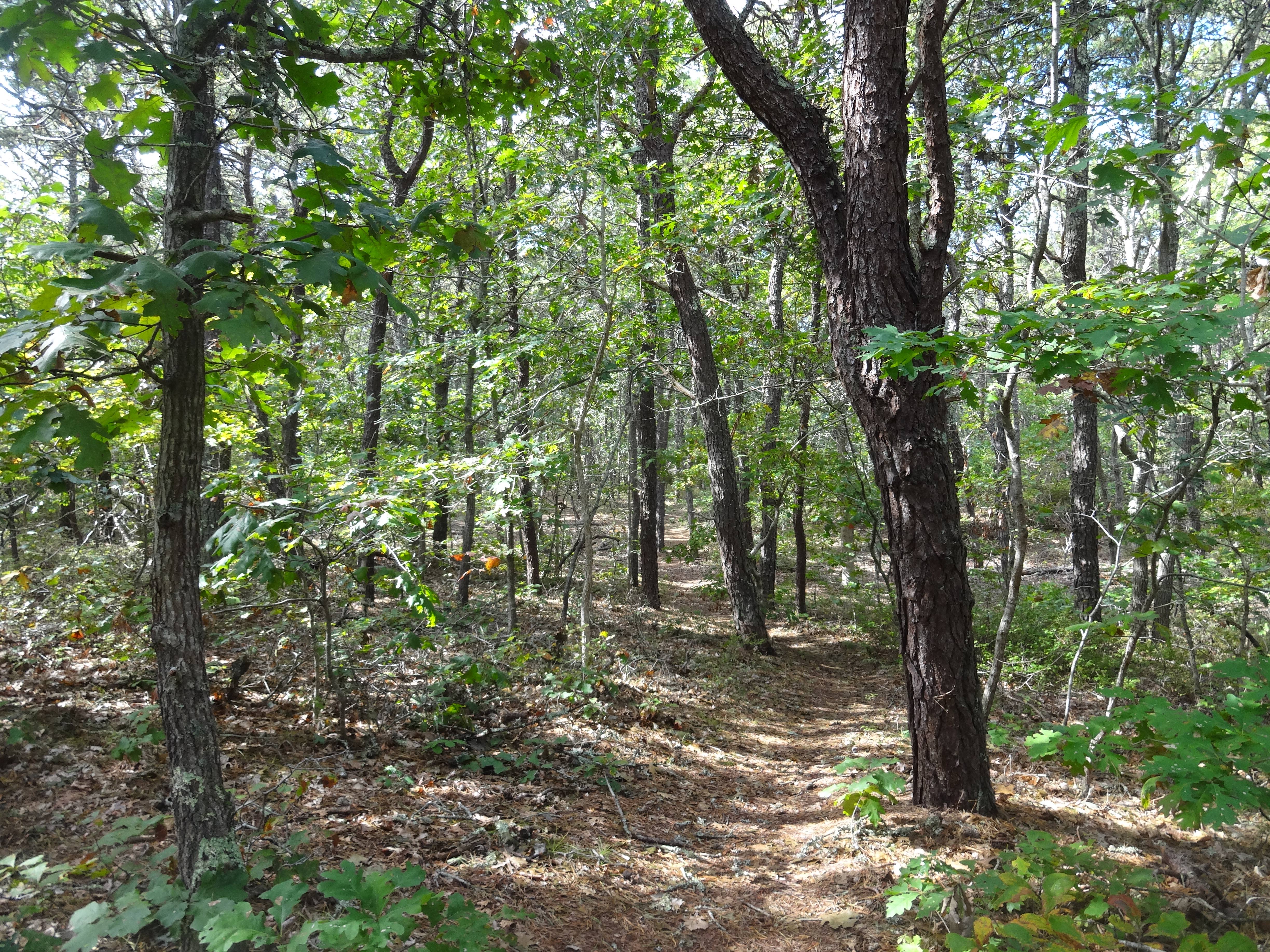 Top 5 Hikes on Martha's Vineyard Part 4 - Caroline Tuthill Preserve ...