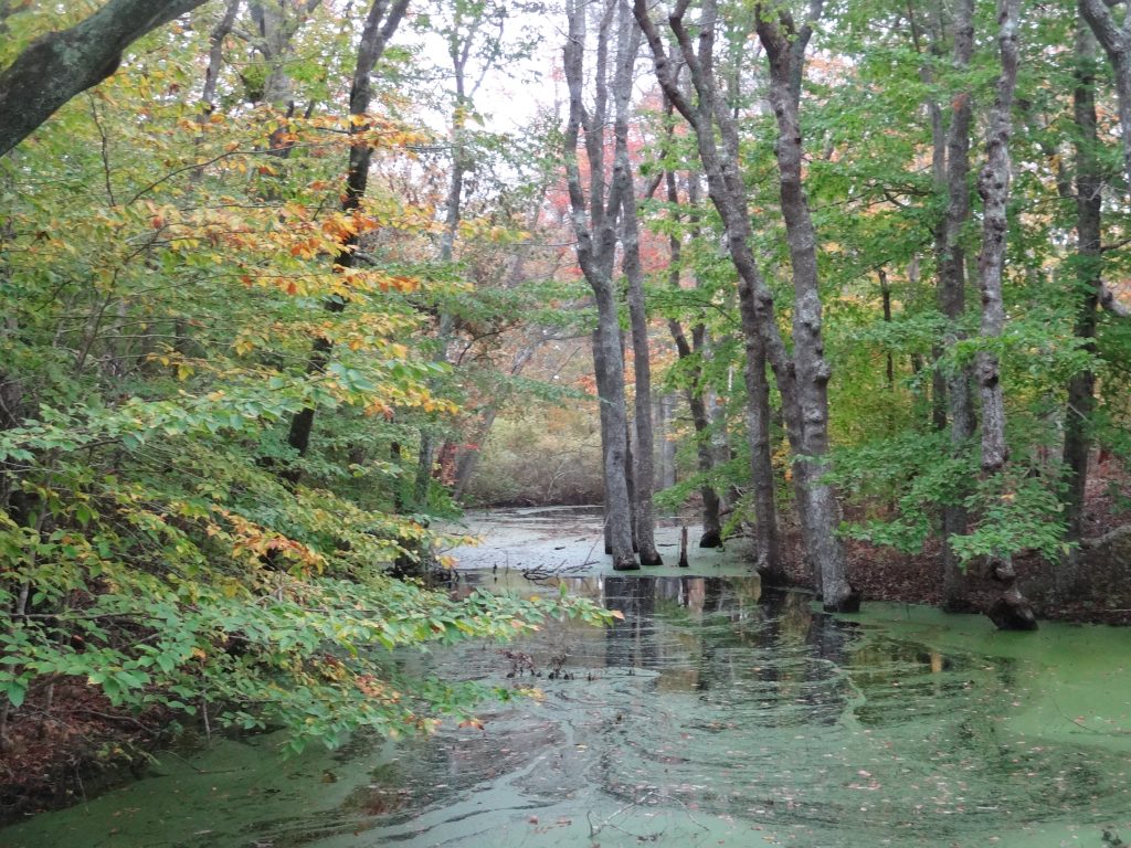 Vernal Pool and Trees at Great Rock Bight