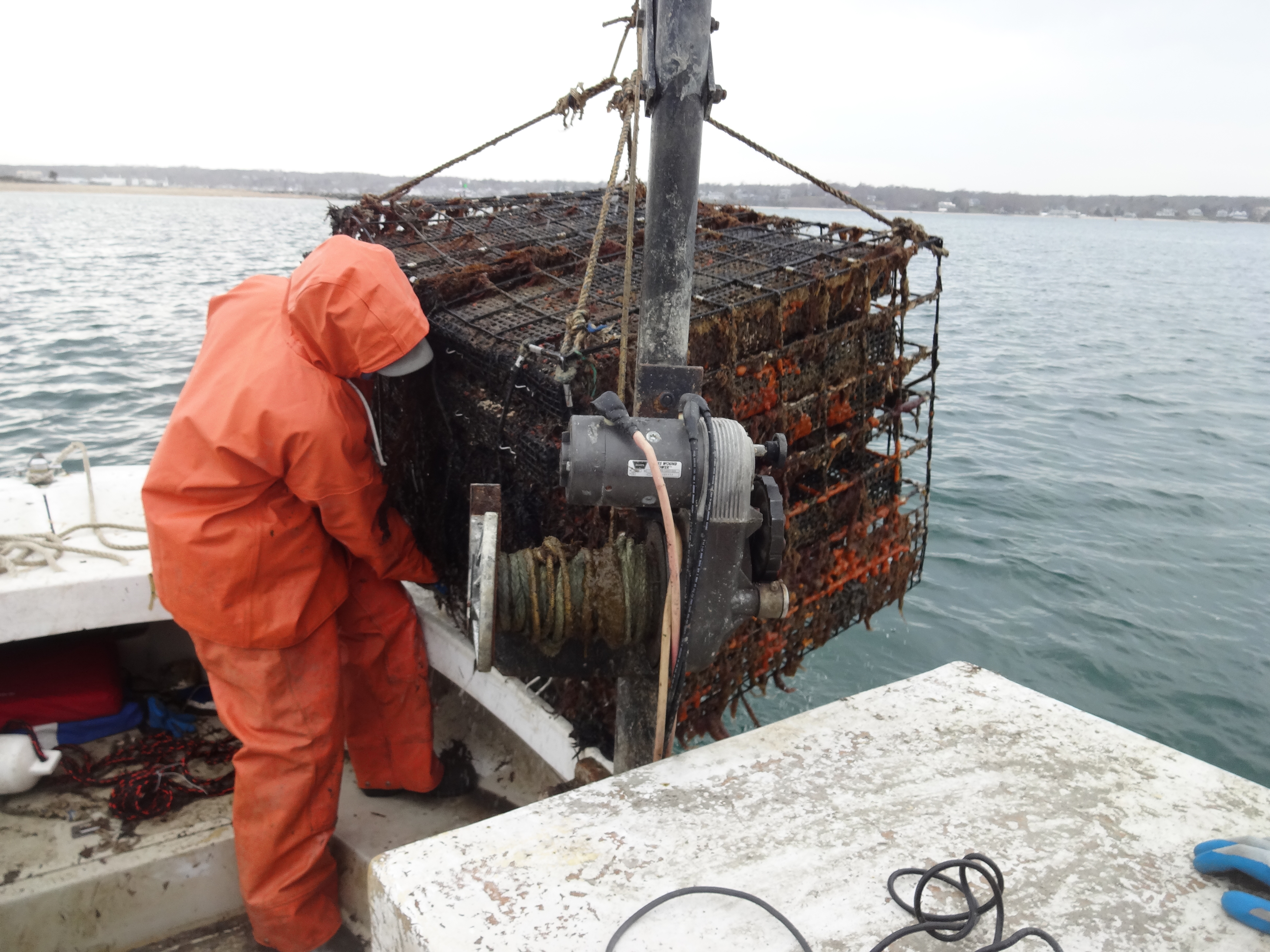 MV Oysters