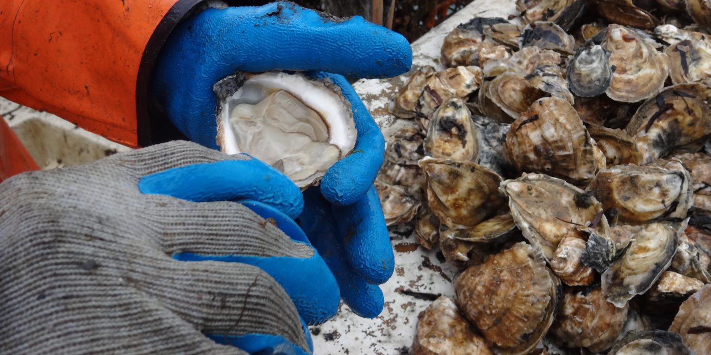 Martha's Vineyard Oysters