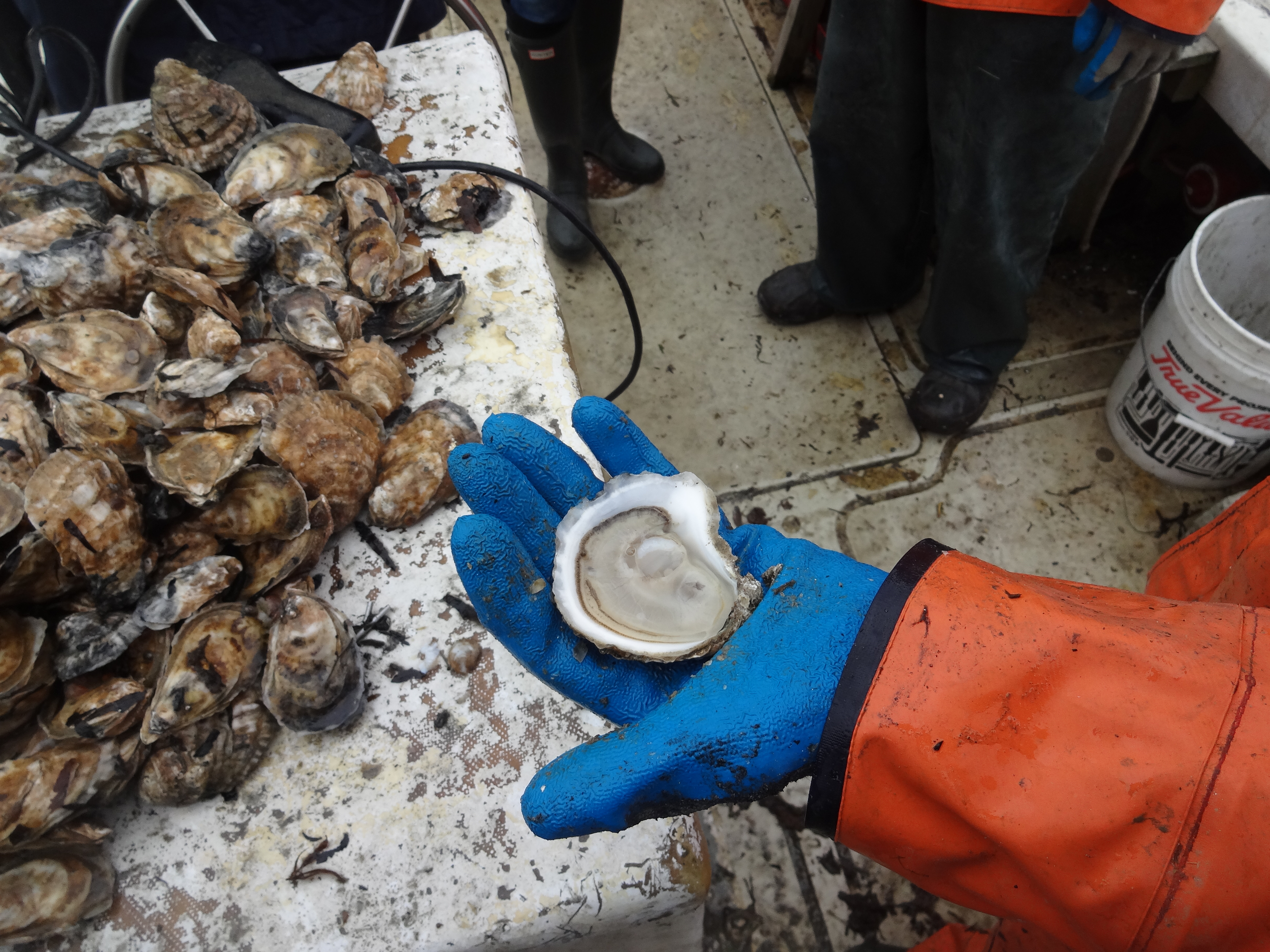 Oysters Martha's Vineyard