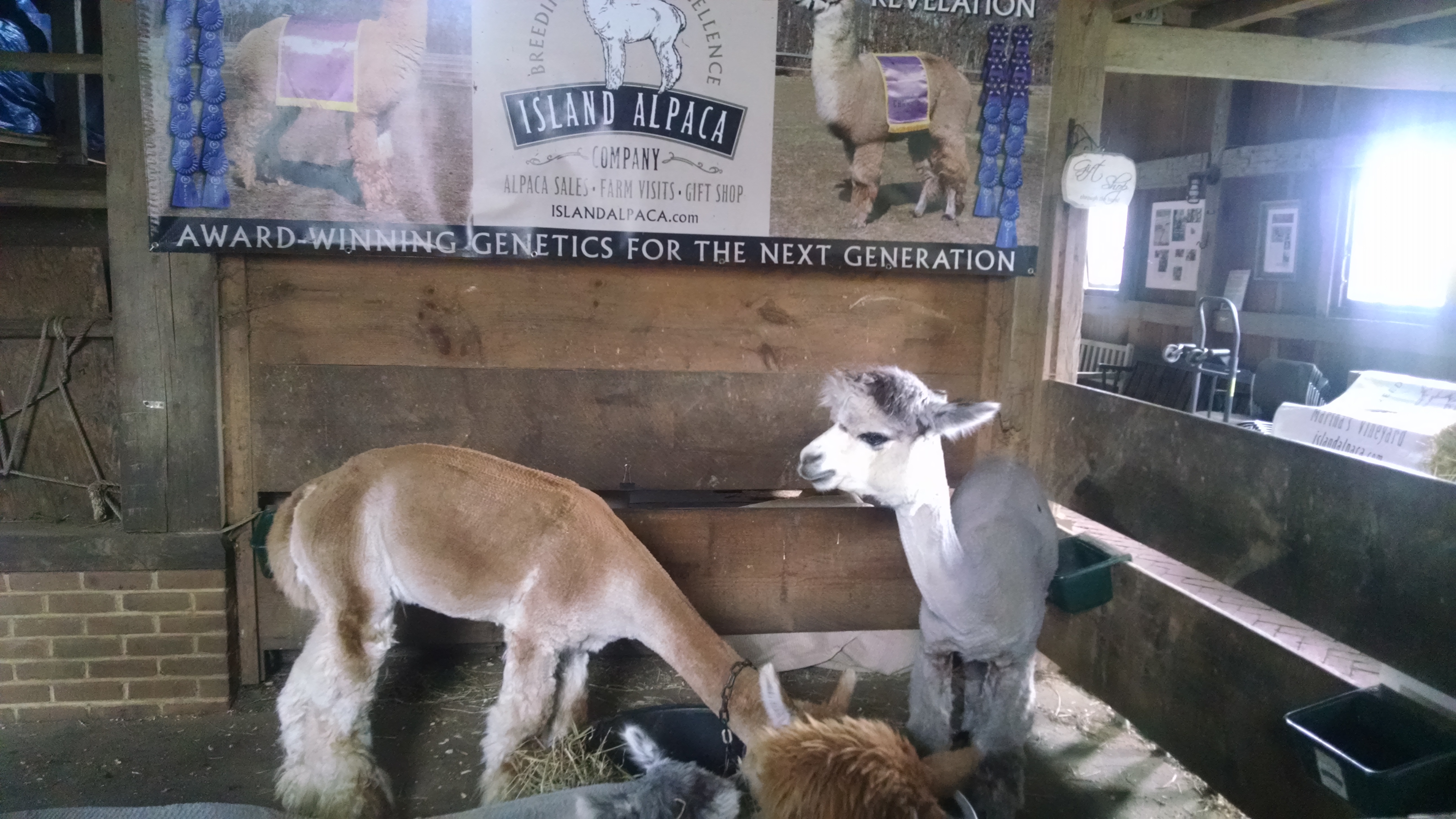 MV Alpaca Farm
