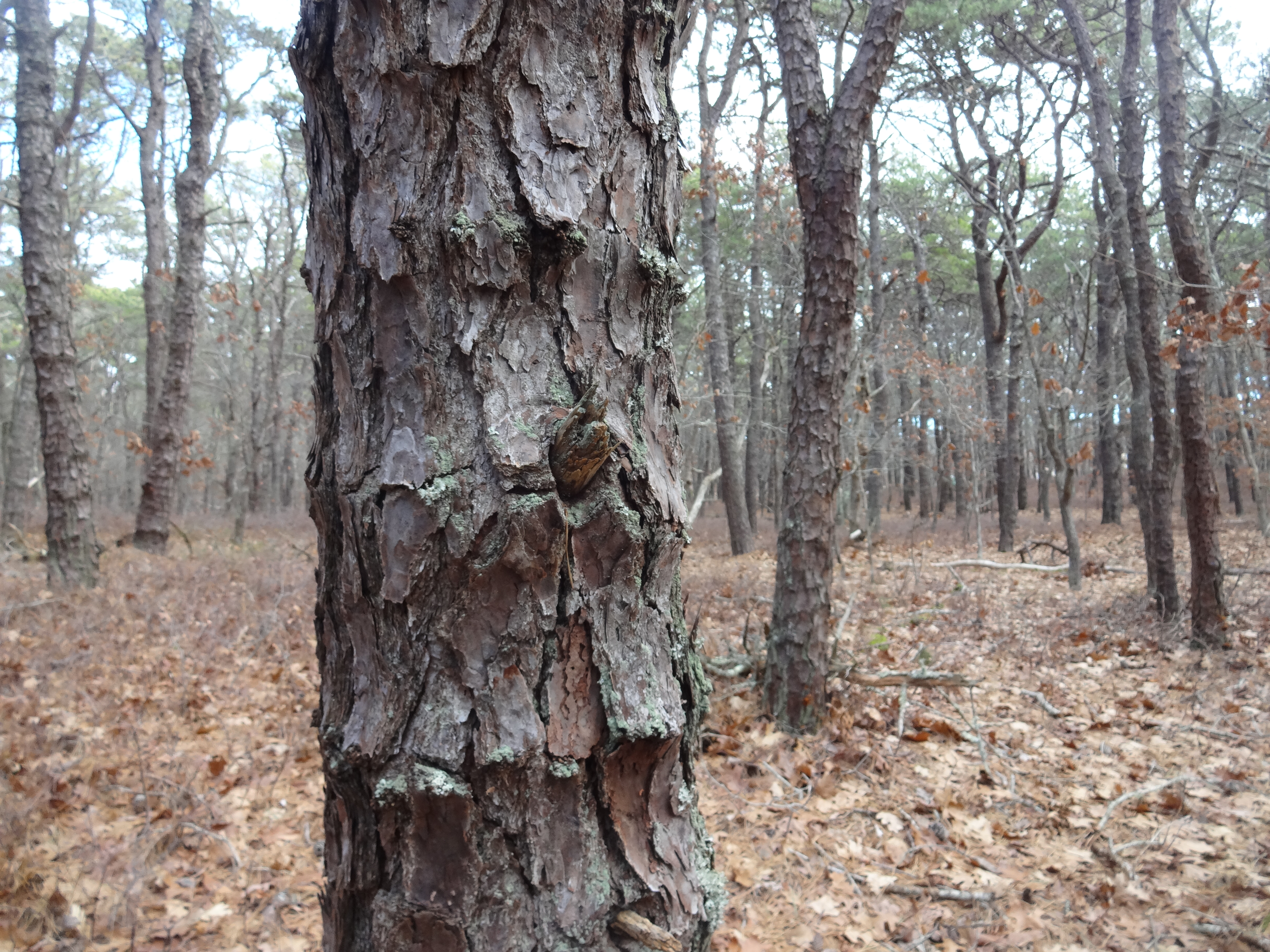 Phillips Preserve