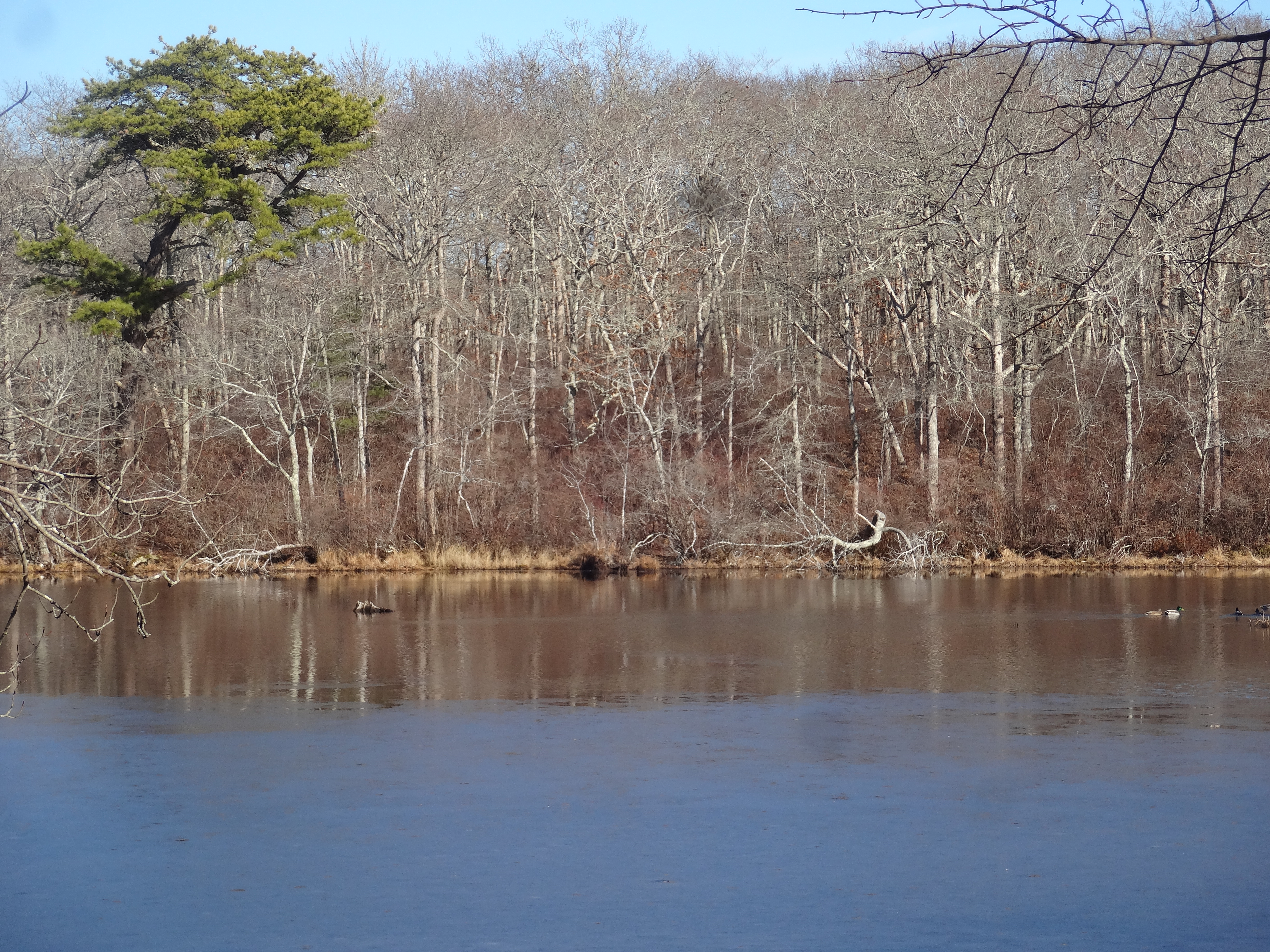 Blackwater Pond in Winter