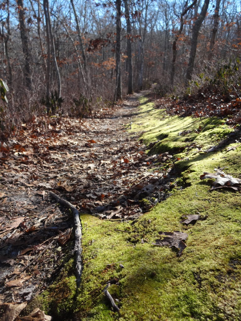 Blackwater Pond Trail