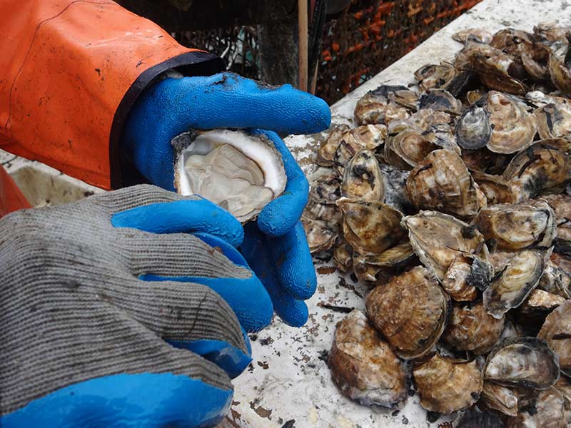 Martha's Vineyard Oyster being shucked