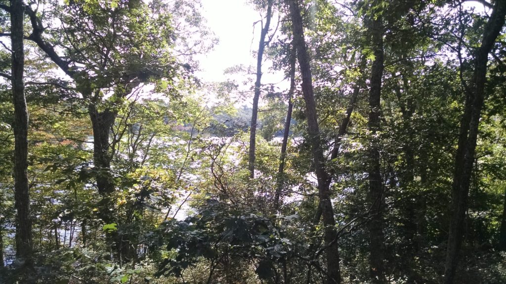 Ice House Pond Through Trees