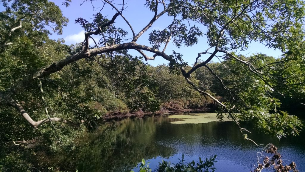 Rainwater Pond