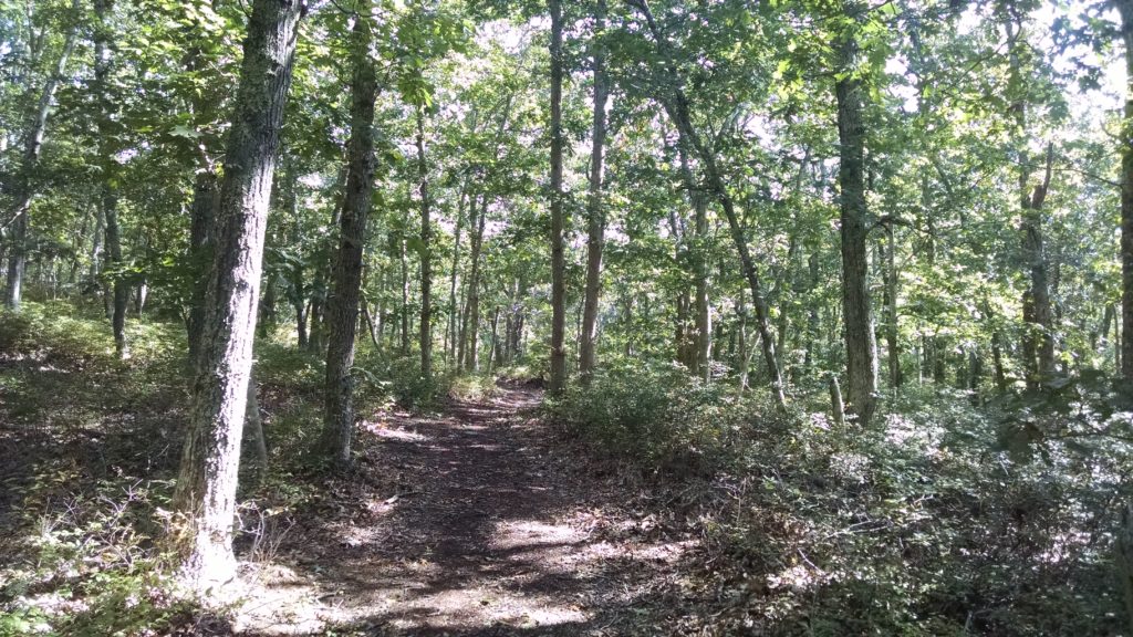 Trail Through the Woods