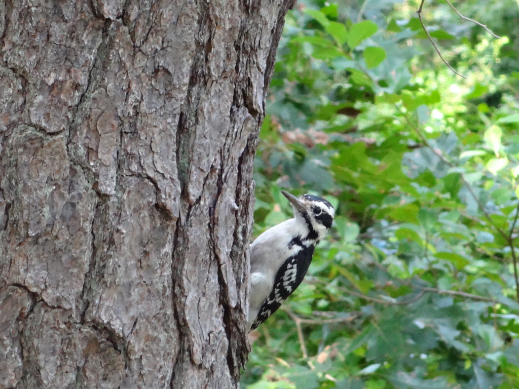 Downy woodpecker