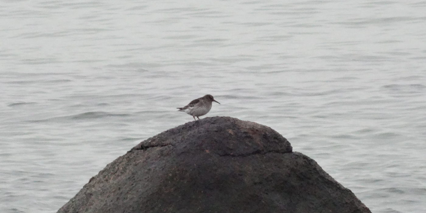 Purple Sandpiper on Rock