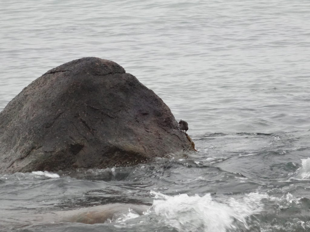 Purple Sandpiper Climbing Rock