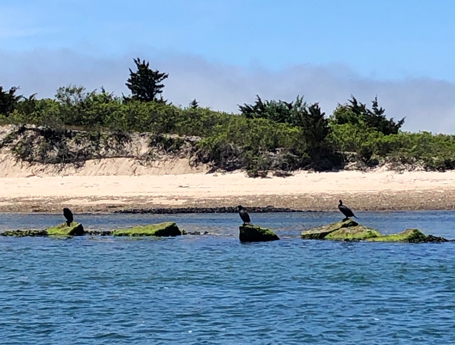 Cormorants