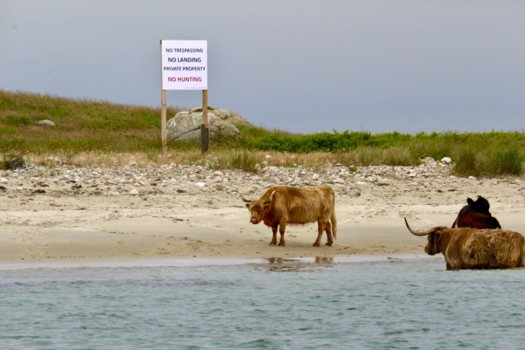 Scottish Highland Cattle on Beach