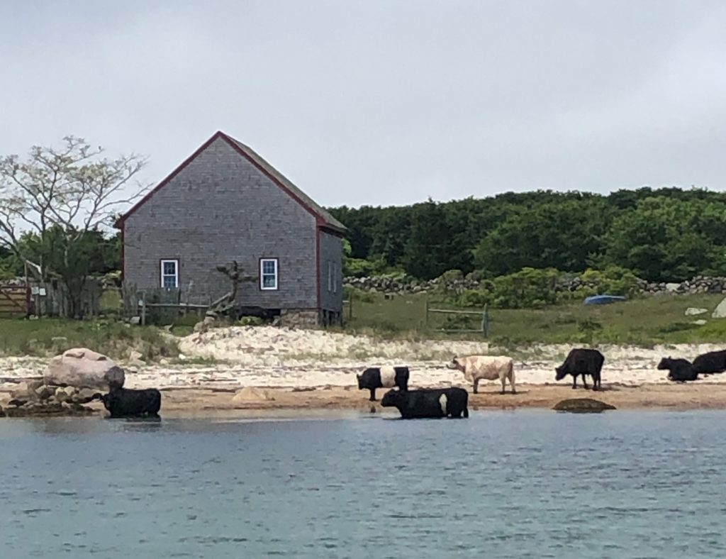 Cows in water Naushon Island