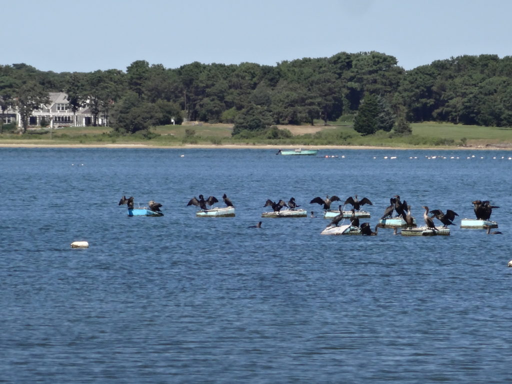 Cormorants on Sengekontacket Pond