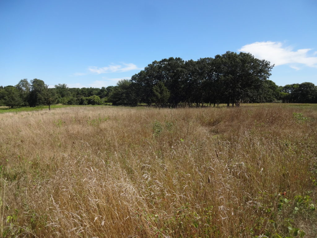 Grassland at Pecoy Point