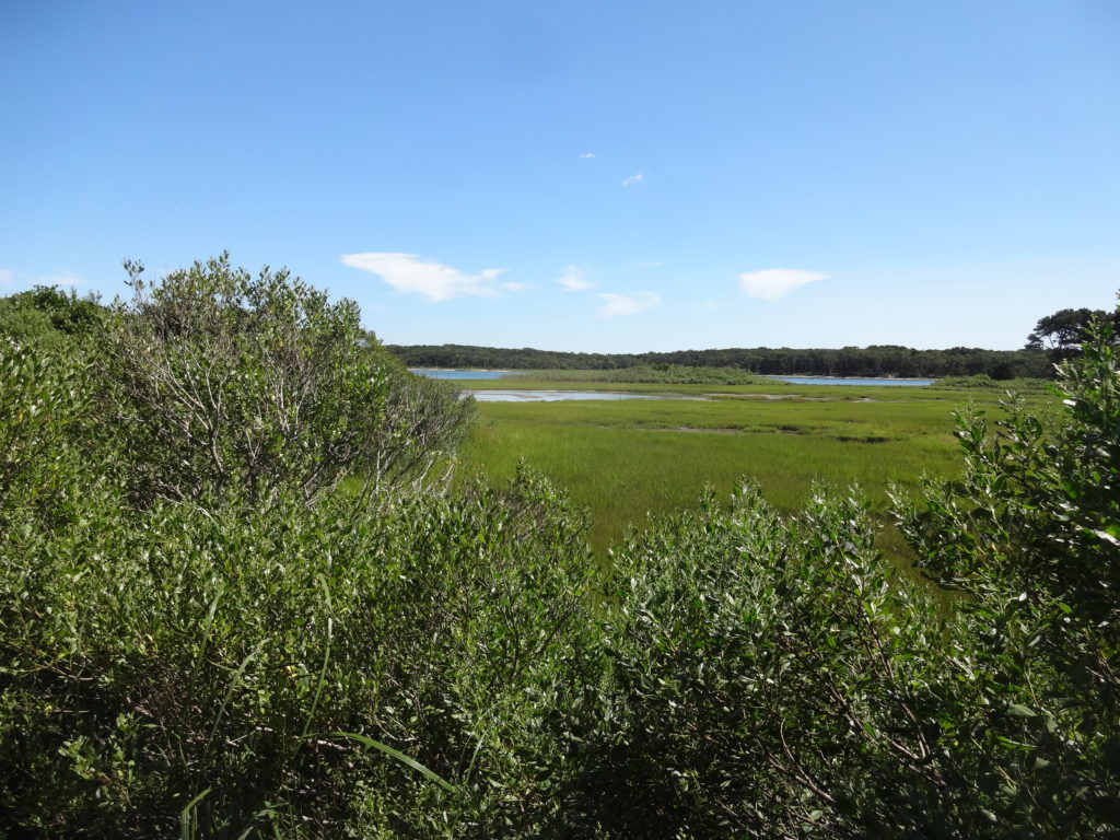 Marshes at Pecoy Point