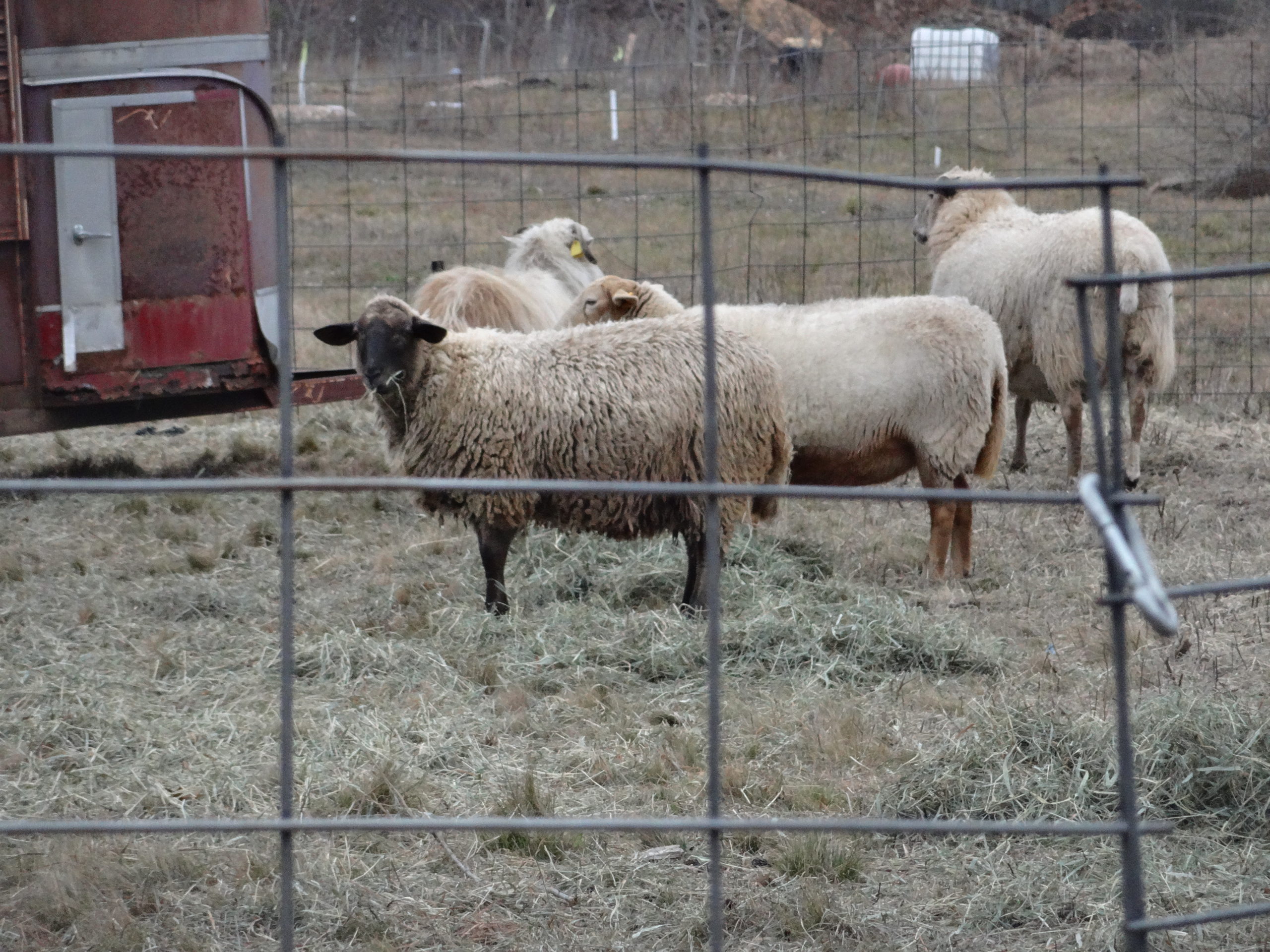 Sheep grazing at Thimble Farm