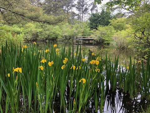 Daffodils at Mytoi Gardens