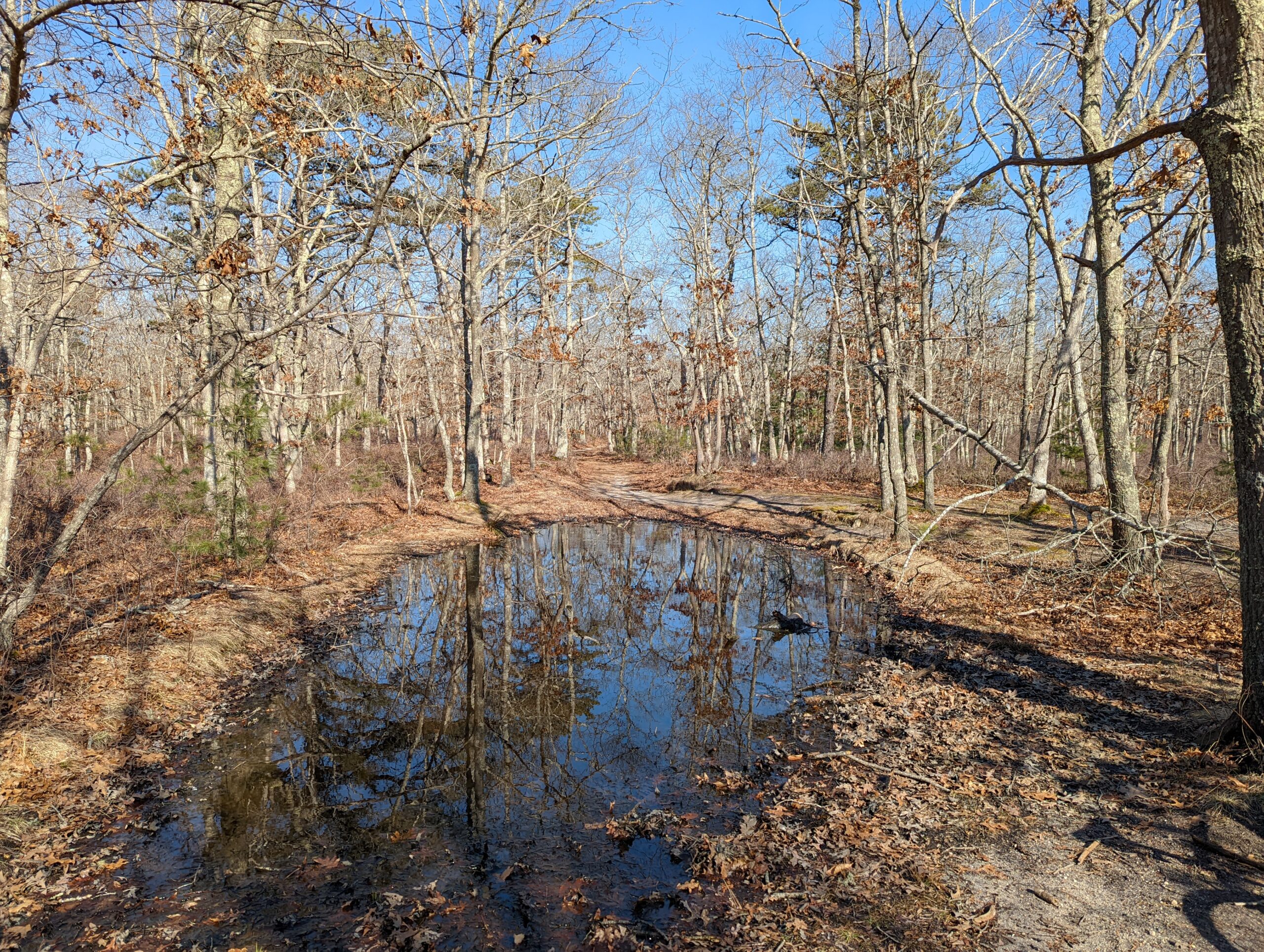 Pond On Tisbury Meadows Trail