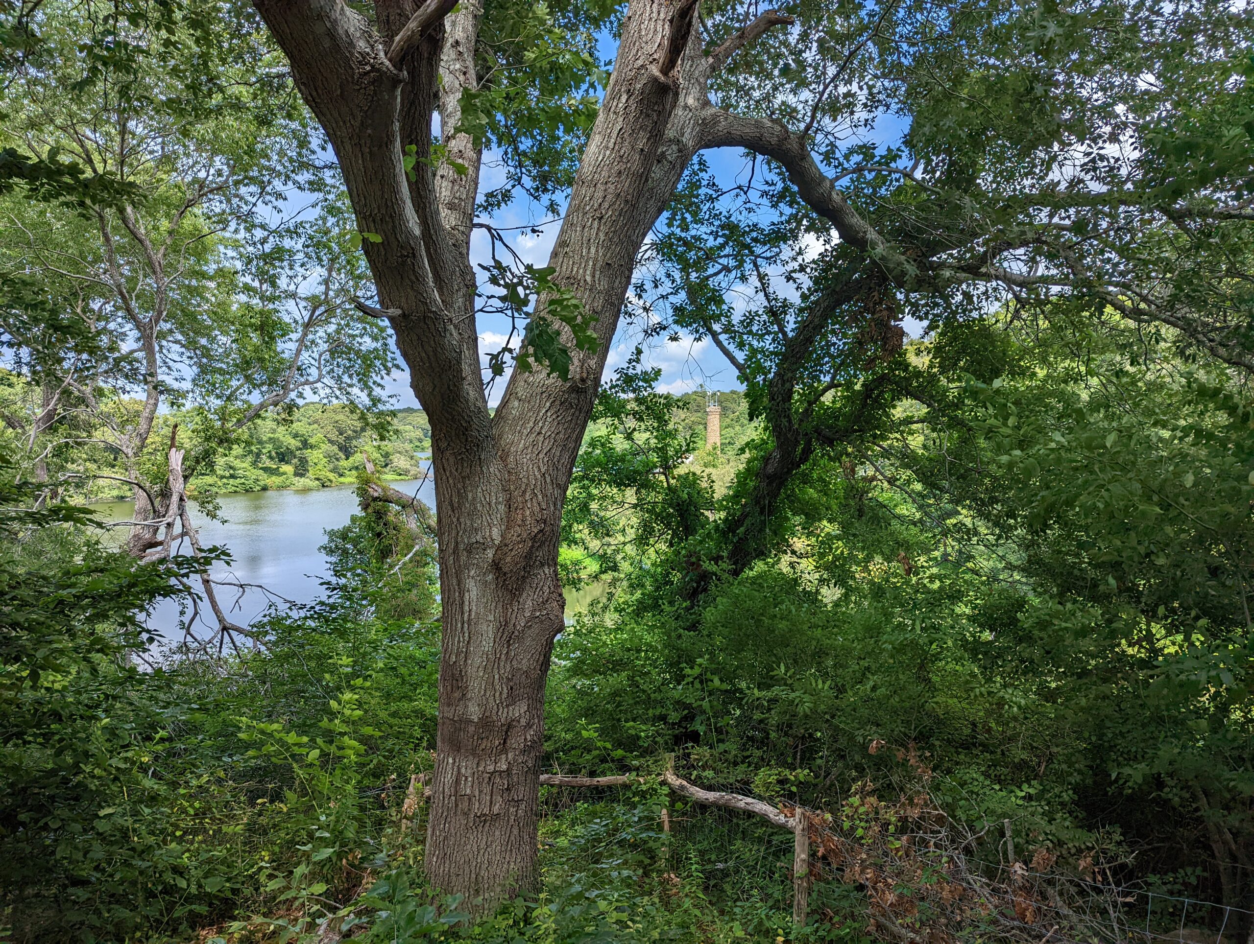 Top Of Lagoon Pond