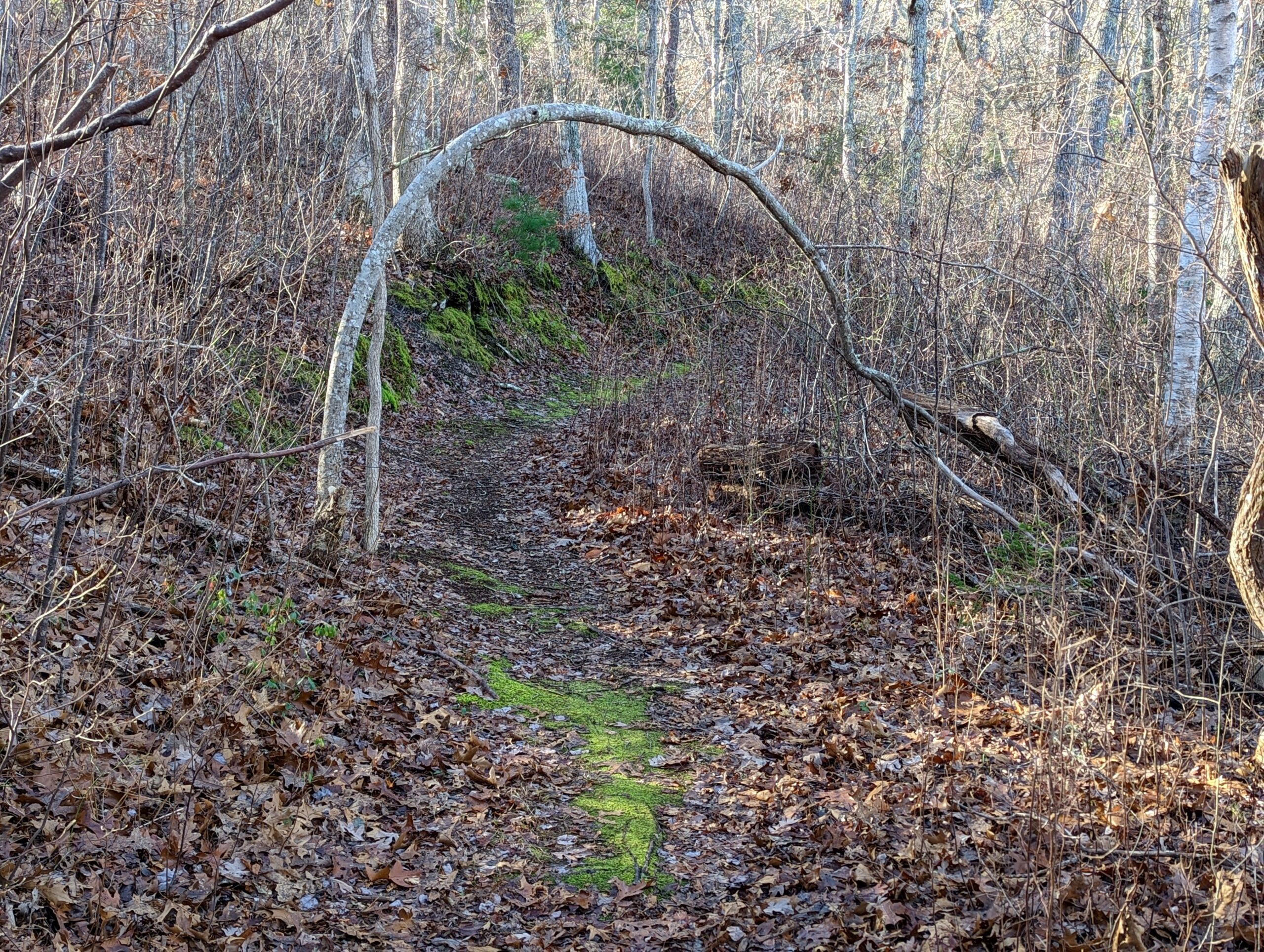 Arch formed by tree over walking path