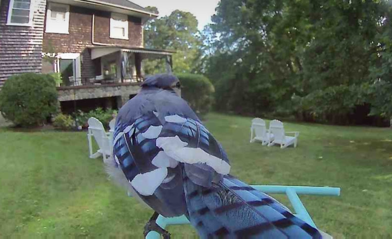 Blue Jay from behind on feeder