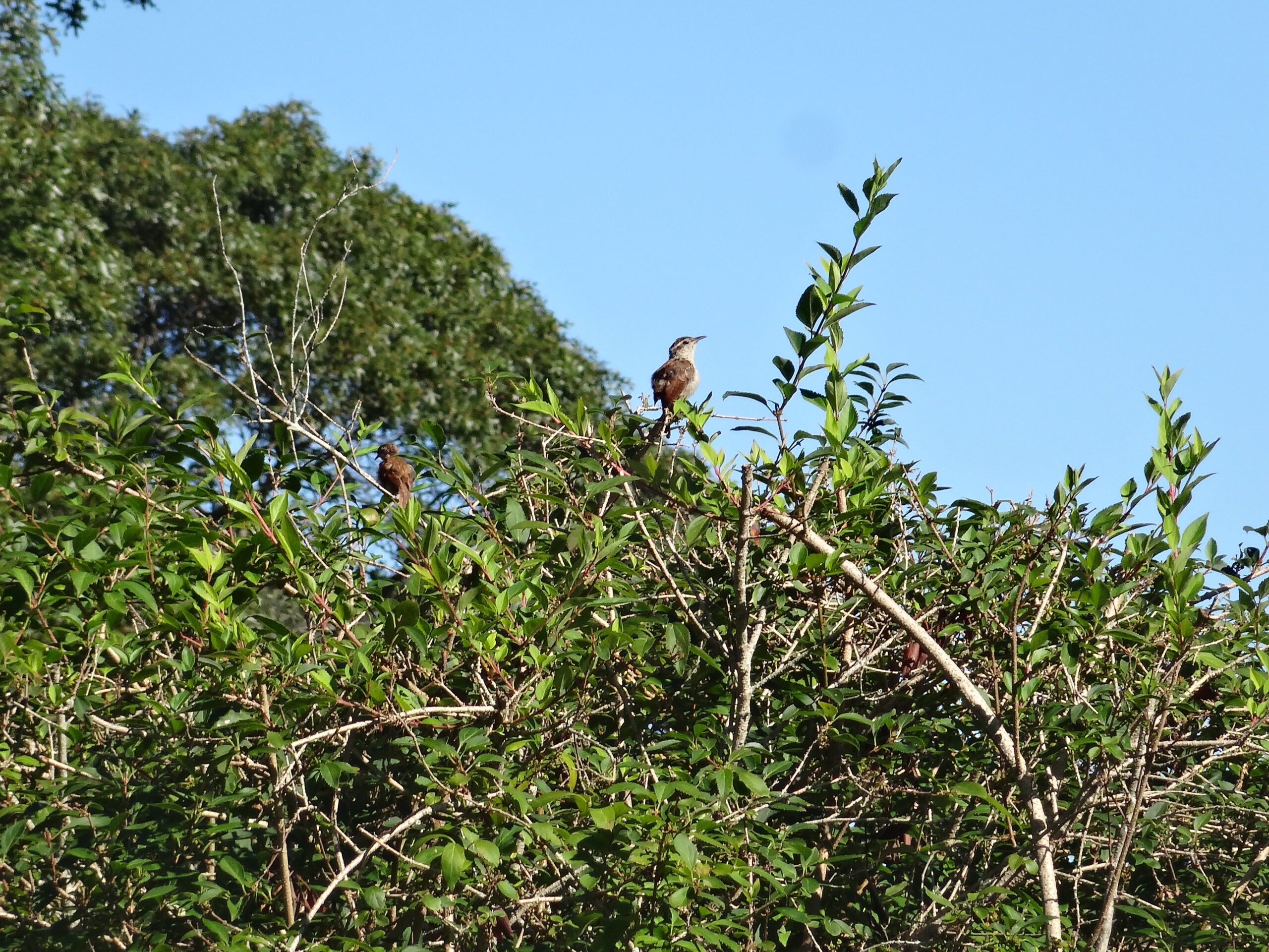 Carolina Wren on top of bush