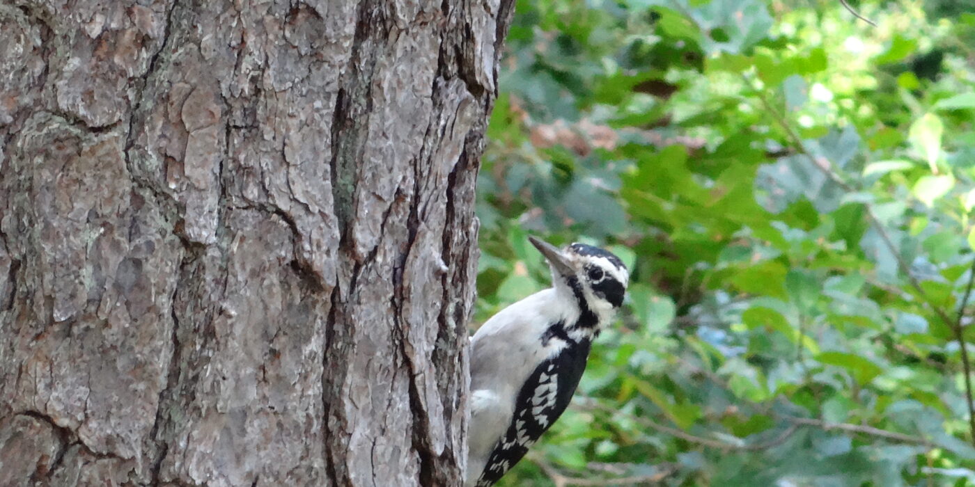 Downy woodpecker at feeder