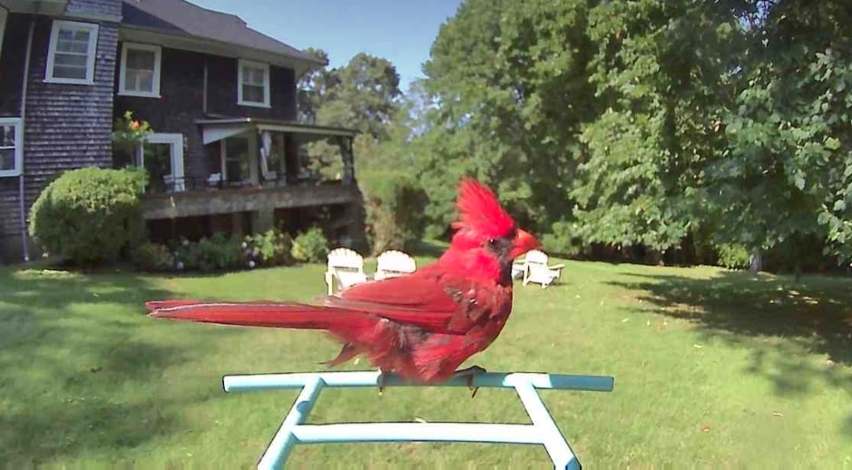 Northern Cardinal on Feeder