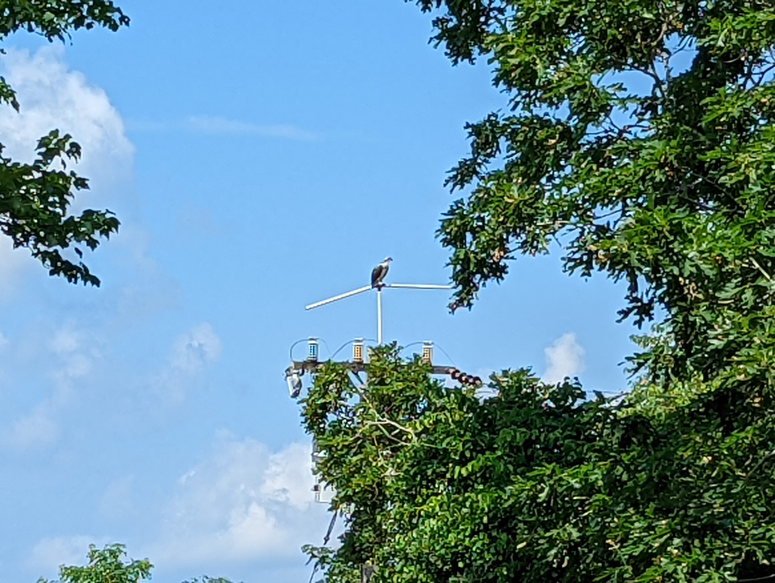 Osprey on pole