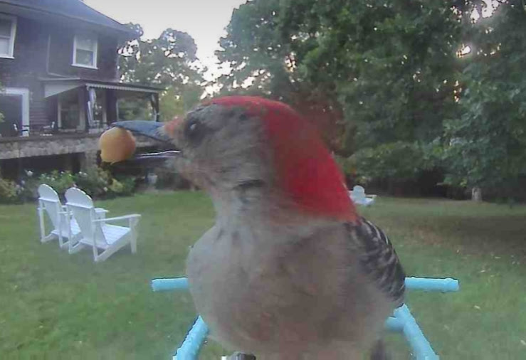 Red-bellied woodpecker