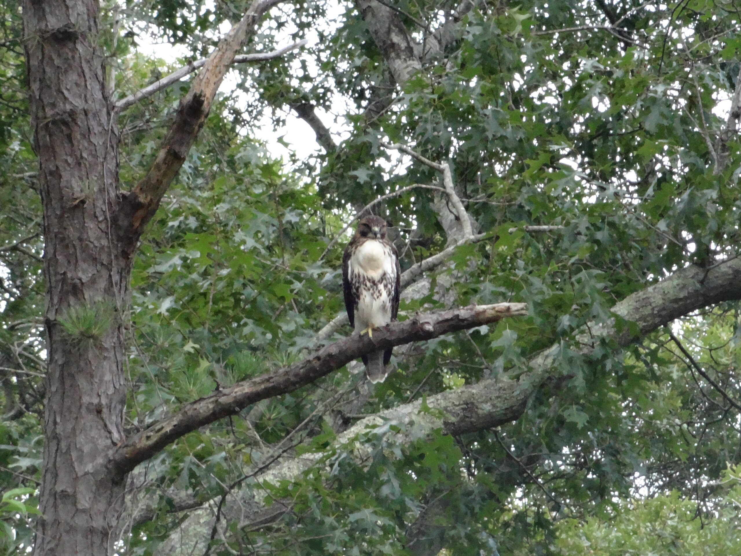 Red Tailed Hawk