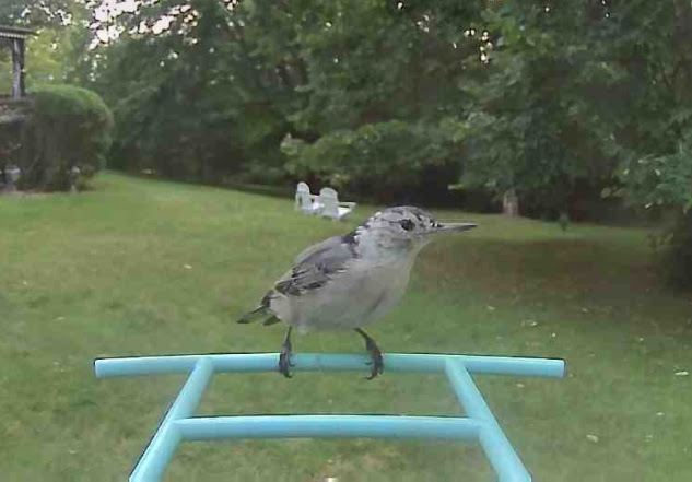 White-breasted nuthatch on feeder