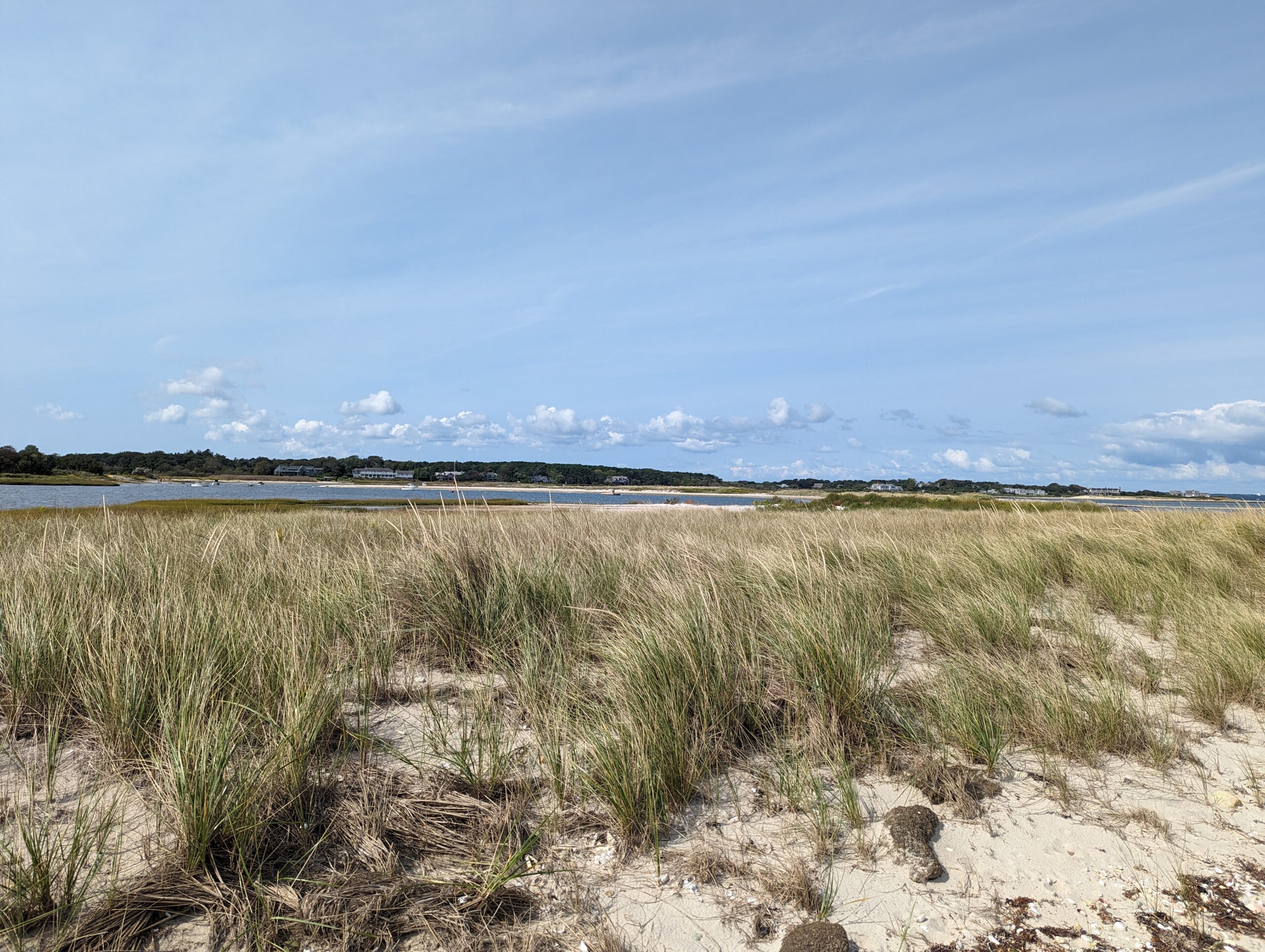 Grasses on Little Beach in Edgartown