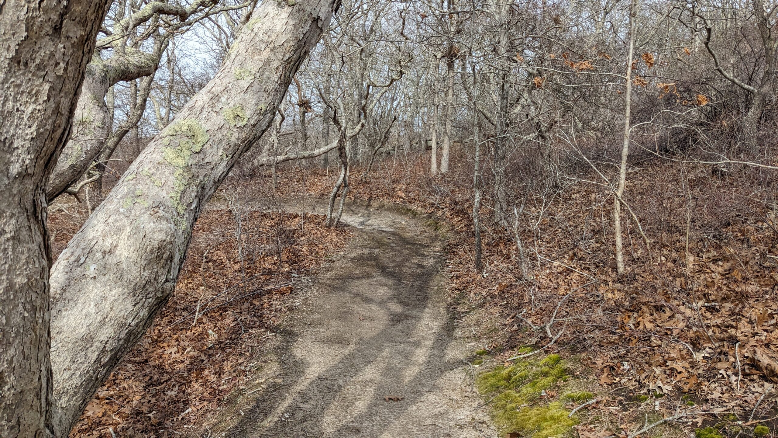 Menemsha Hills Trail View