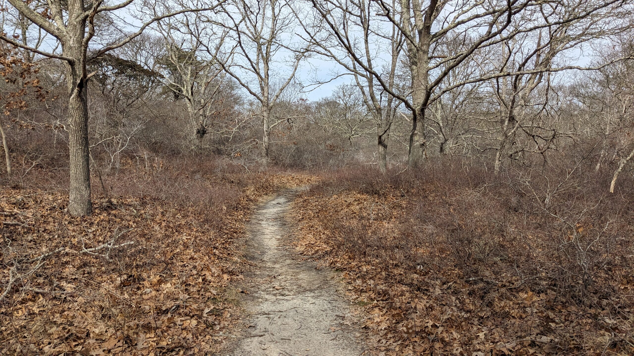 Wooded Trail at Menemsha Hills